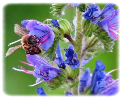 Пчела на цветке синяка обыкновенного
