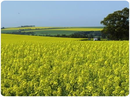 цвет горчицы в поле