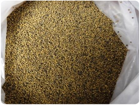 семена черной горчицы горчица черная на сидерат и медонос