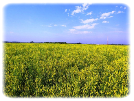 семена Донник желтый