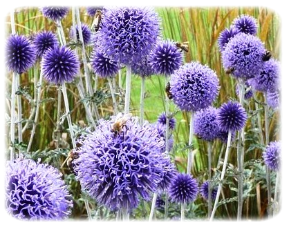 семена мордовника шароголового купить