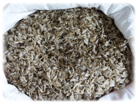 мордовник шароголовый семена