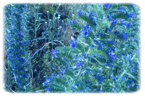 Продаю семена синяка